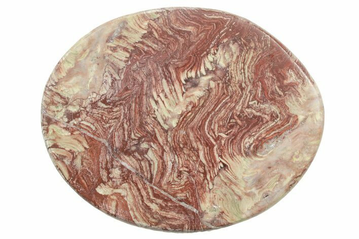 Polished Neoproterozoic Stromatolite (Conophyton) Slab #365854
